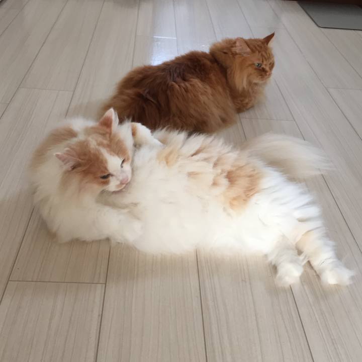 Cf2ba27b fa15 4166 a42f 071827b63dde