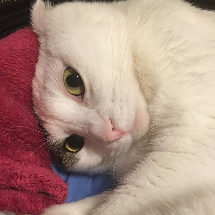 Cf2e09ad ecc5 45b8 9734 eca98e17847b