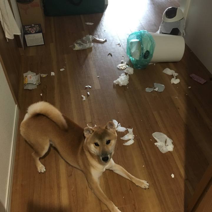 Cf2f513d 1d7b 4b08 aadf 9e50c9894043