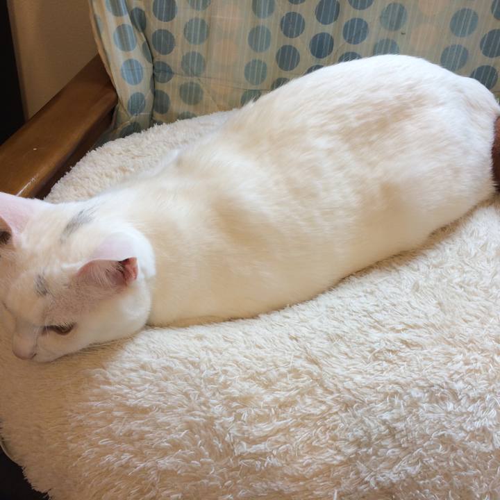 Cf34be96 70ee 490d a705 50484fe1524f