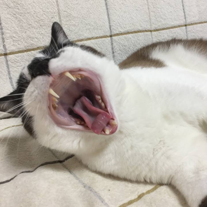 Cf363af9 a27c 4ee9 84ed 91c08cadc84d