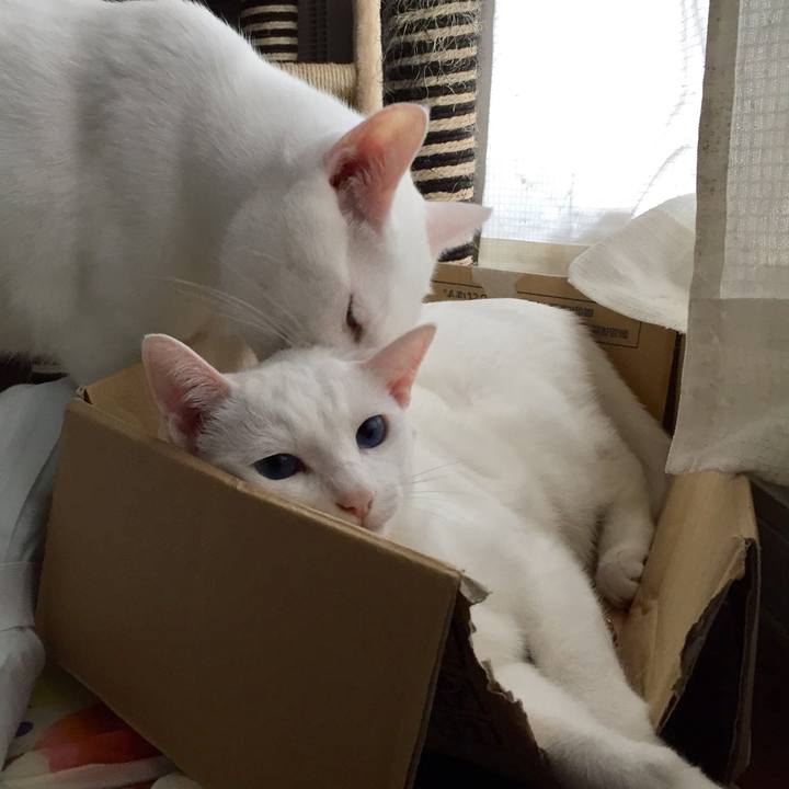 Cf36c0f6 babd 46ed 9788 cbd06b70d49a