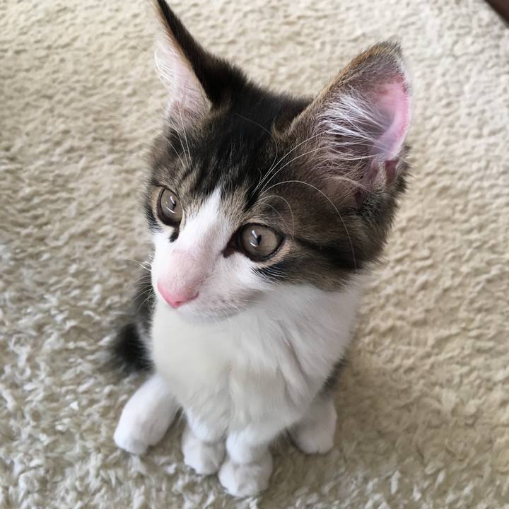 Cf44f9ca 46e6 41b5 9d00 28c94f3107d6