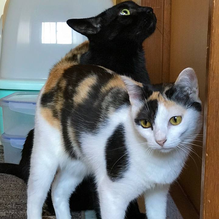 Cf458e8e 45f2 426c a346 10ccf5132128