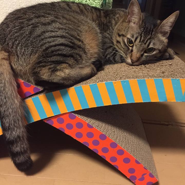 Cf4b55f6 ccd6 4403 88b2 e6e2527d5652