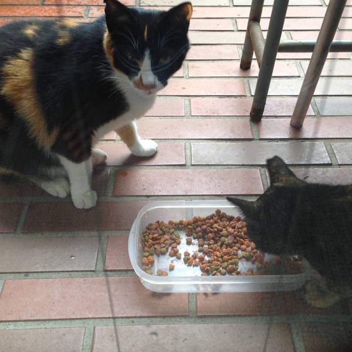 Cf4b8a6b b8ca 42af 8254 44c19f11c3c2