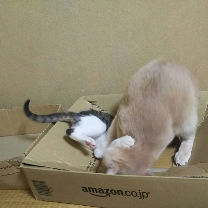 Cf4bcbbf c45c 41f1 8f66 63076fed5219