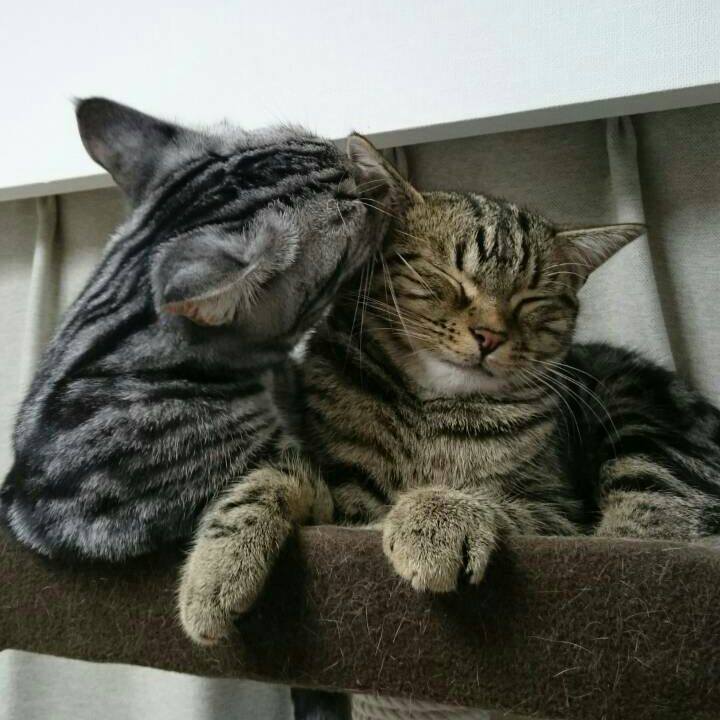 Cf4e9d7c 01af 4dbc b8e4 bc694773c6c6