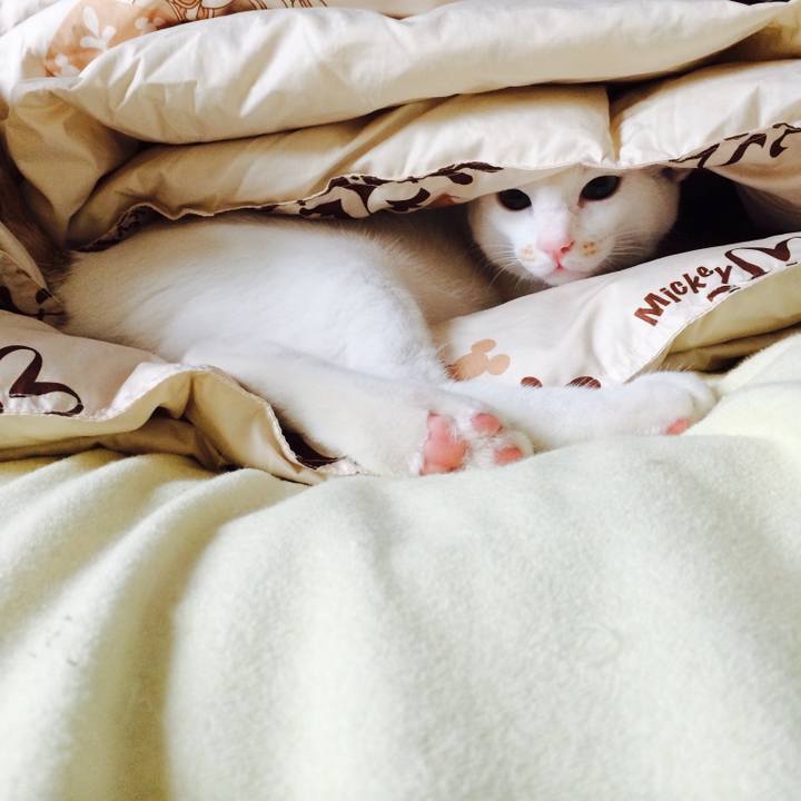 Cf514046 928e 40fd b0fc ae4cf7040587