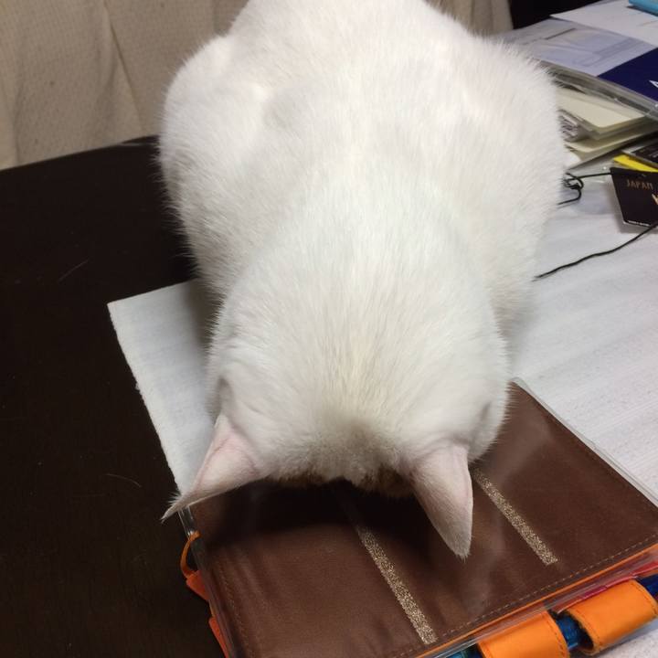 Cf550be1 4224 406a 8958 1889700849ff