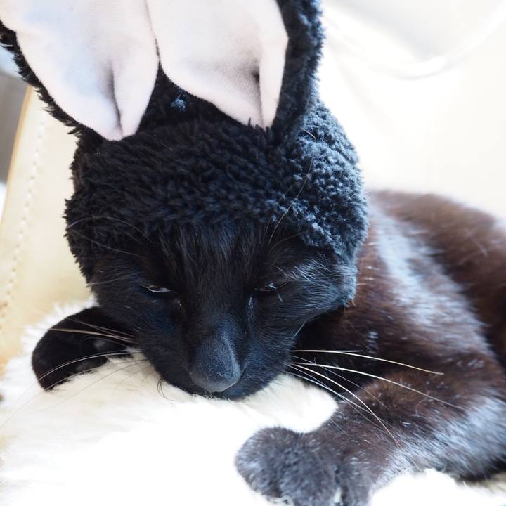 Cf5828f6 ac85 4530 ac70 6a545f210dcf