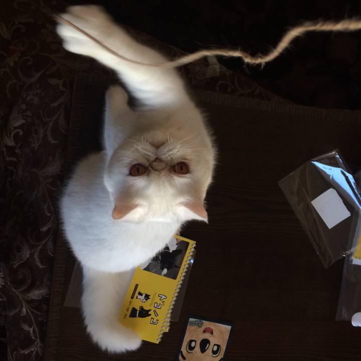 Cf5ee308 e848 40a5 814e c7979ce234d9