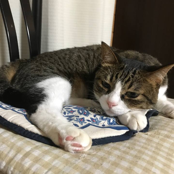 Cf5f34fc 58da 44bd 9158 a350654f8bec