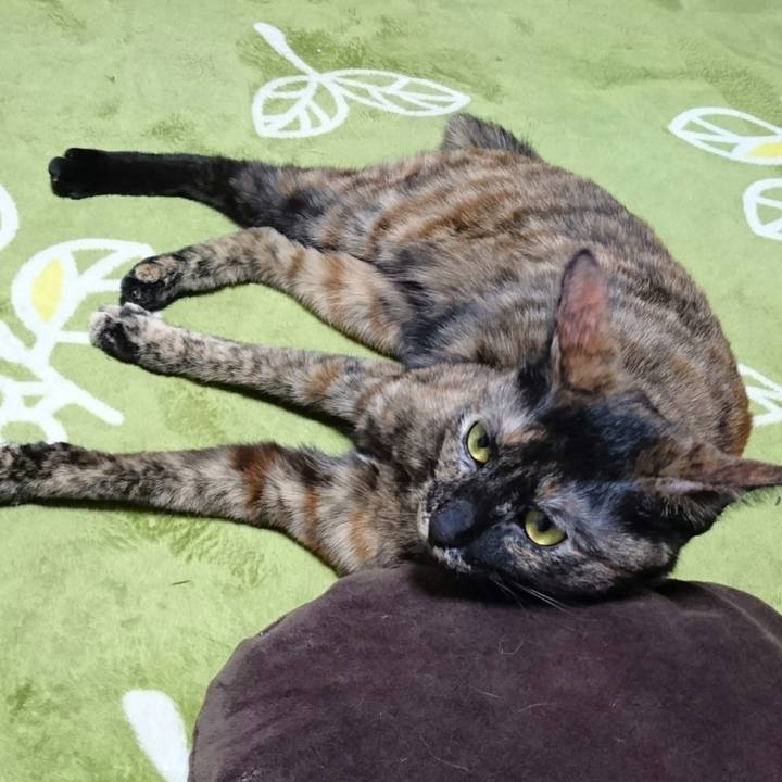 Cf5f6f39 7480 47d5 90a4 2b0d29c74d57