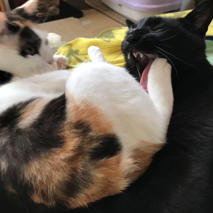 Cf60942e f034 4606 994e fb9c5cb70fa7