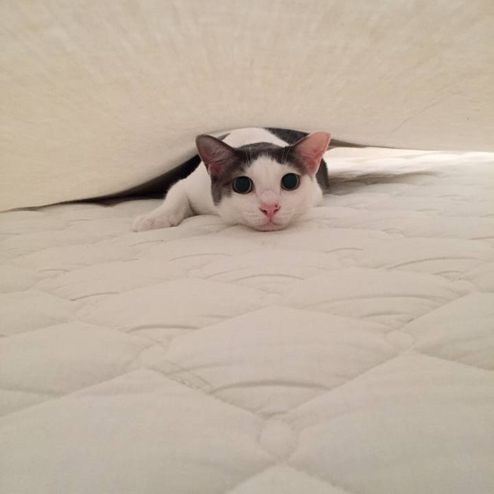 Cf6257e2 169c 473c 8ade bb30936dd6ca