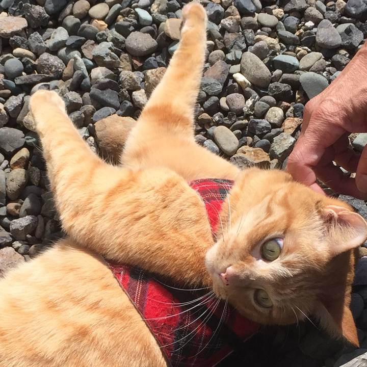 Cf631b72 d3a2 4c96 bca9 53a0925879bd