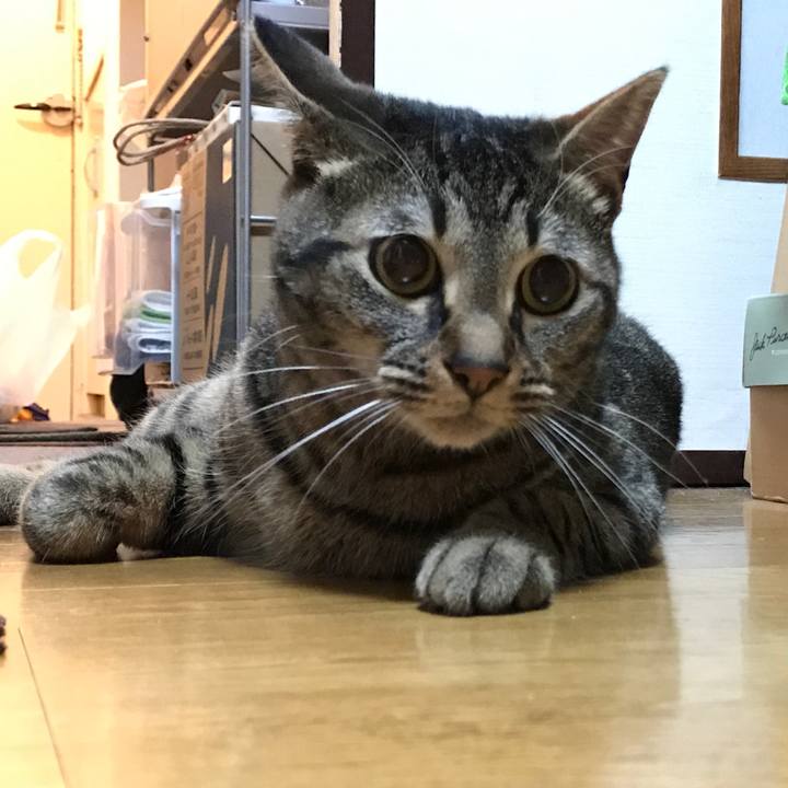 Cf6b1c17 47f4 46aa 8770 73f7de0b4273