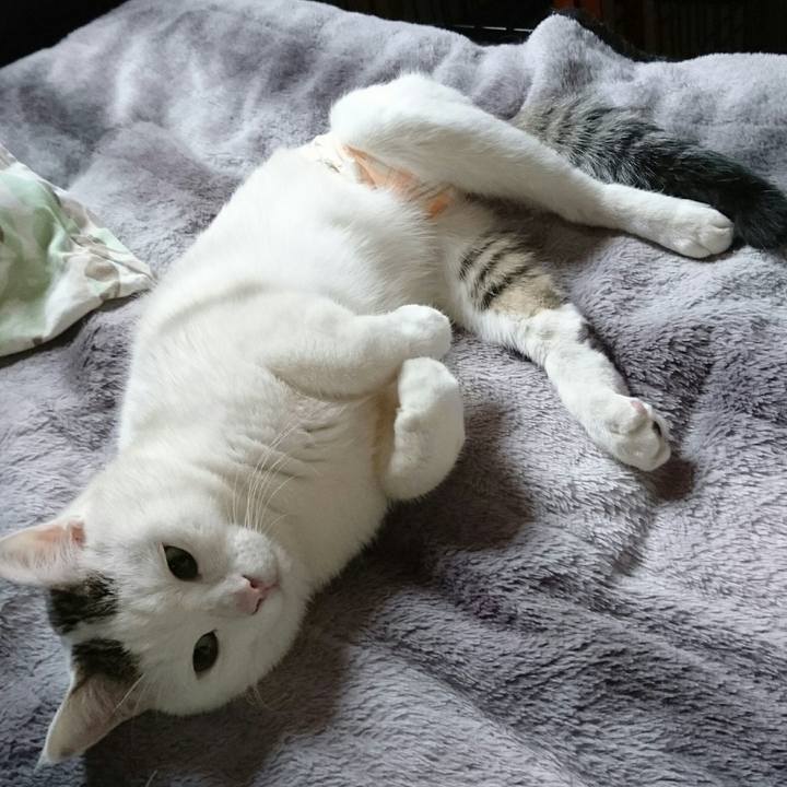 Cf6ed365 d00a 4359 8bdb db31f189ccca