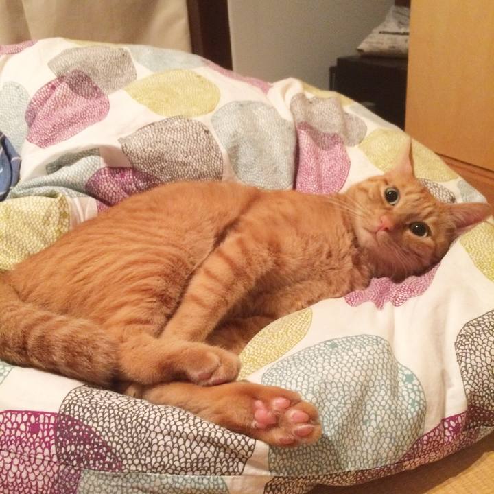 Cf703e40 f4cd 4d66 87fe c5c1c20712e8