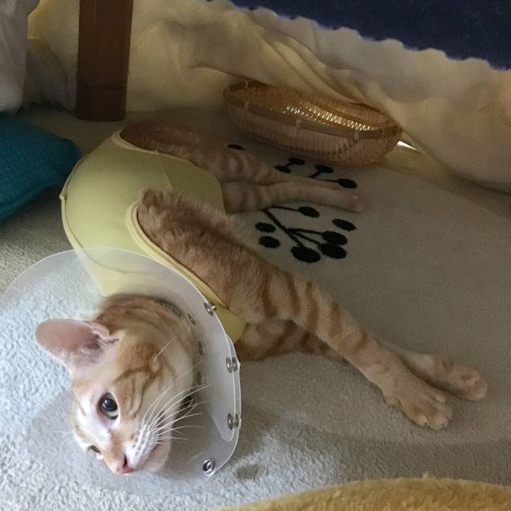 Cf7167a2 177b 4952 b466 9ea2a4d8dfc4