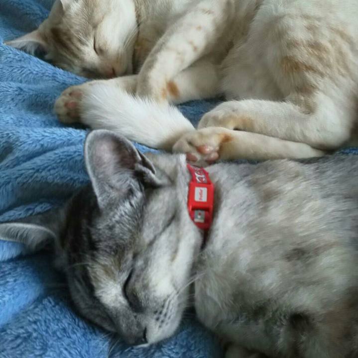 Cf764453 70fc 4c37 977c 8aad2467f245