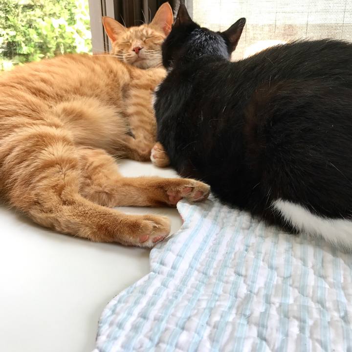 Cf78c16a 6464 4610 9eb4 eeb21be463bc