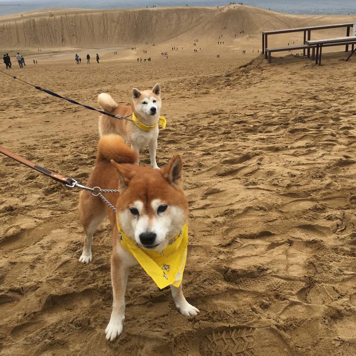 Cf7d341d 41d6 4e20 90ba ff3fba5a0283