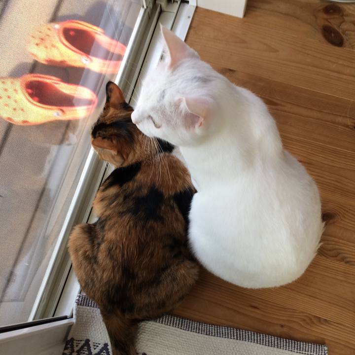 Cf7da316 1722 4226 a5e6 38fd88cec389