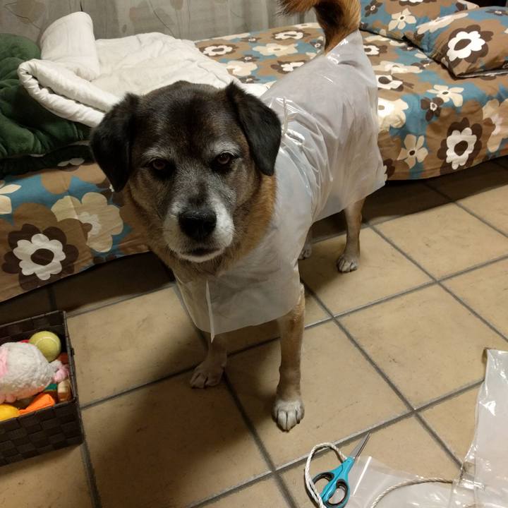 Cf880c90 a853 40be b9c6 82e2640b2db8