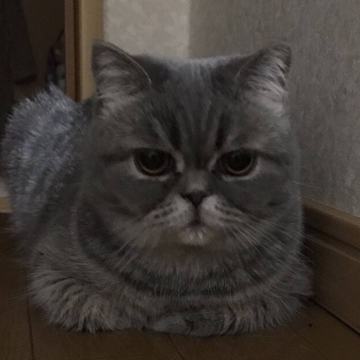 Cf8bdc0e 7176 4421 ac33 a0df1d916f0d