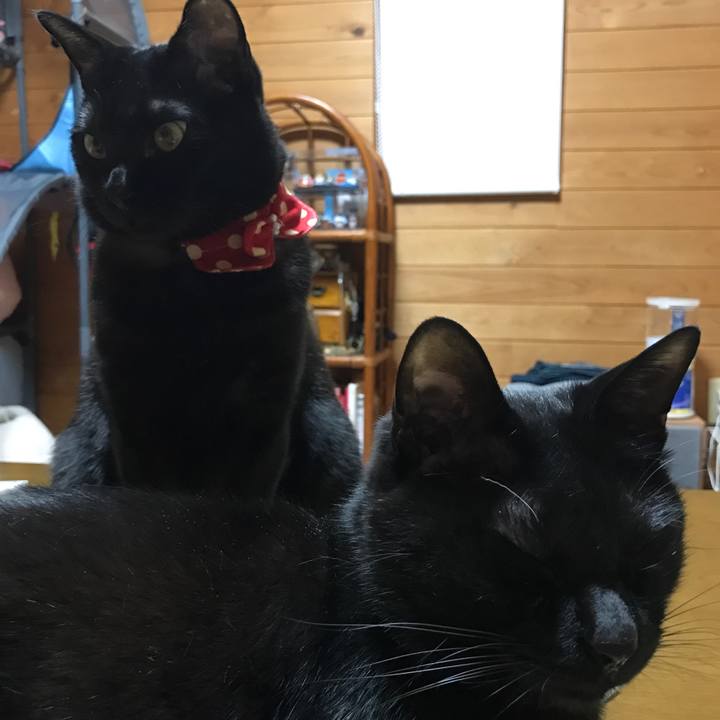 Cf8bfd21 c648 4de4 bcca b5a9d21b2d0c