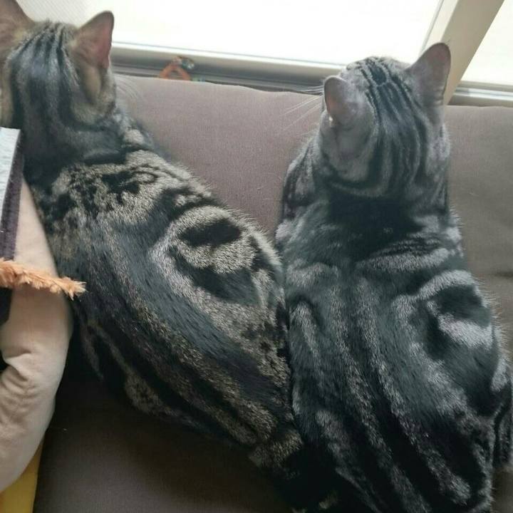 Cf8dcb11 5aa6 4146 8e5c 8f474a62a4cf