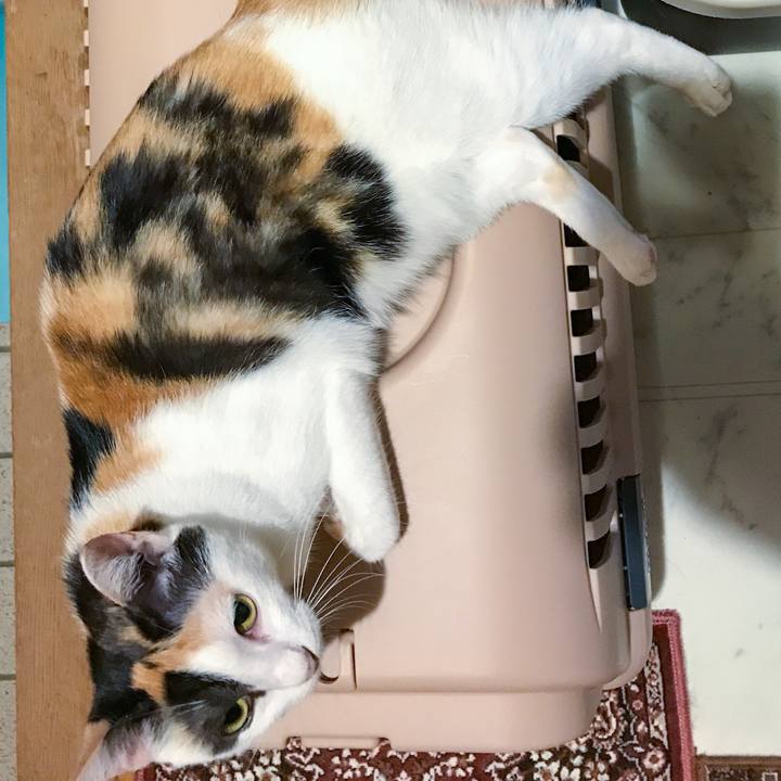 Cf95fef8 8514 49f8 b1cb 1fbb9cee92d0