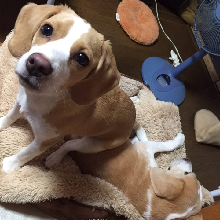 Cf993cdc 05f0 4c39 95f1 5c55a23ec715