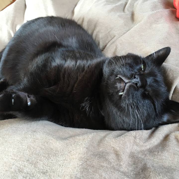 Cfa0e8fc 03e6 4a08 89c8 2b3aa7b76b4f