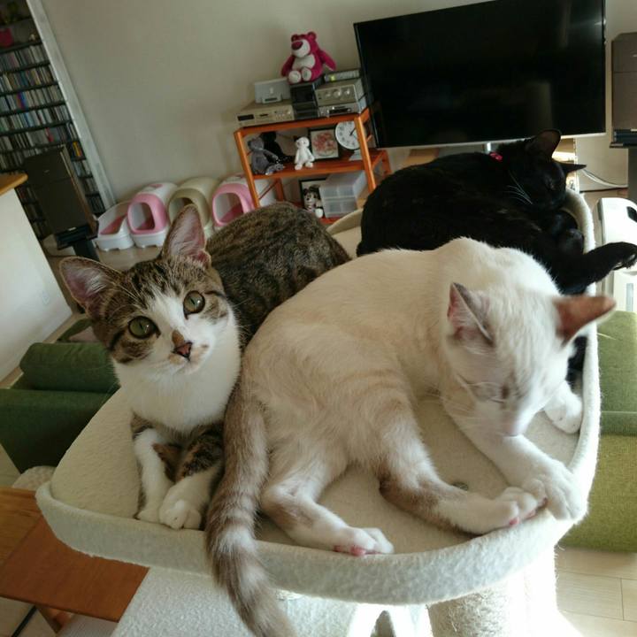 Cfa12541 0c2a 499b bc9c 7f782622b262