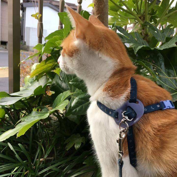 Cfac990a f3ce 4fcf a024 b7e7949bfb2c