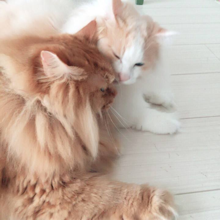 Cfb15646 ca54 4d91 be4a 0c479198a224