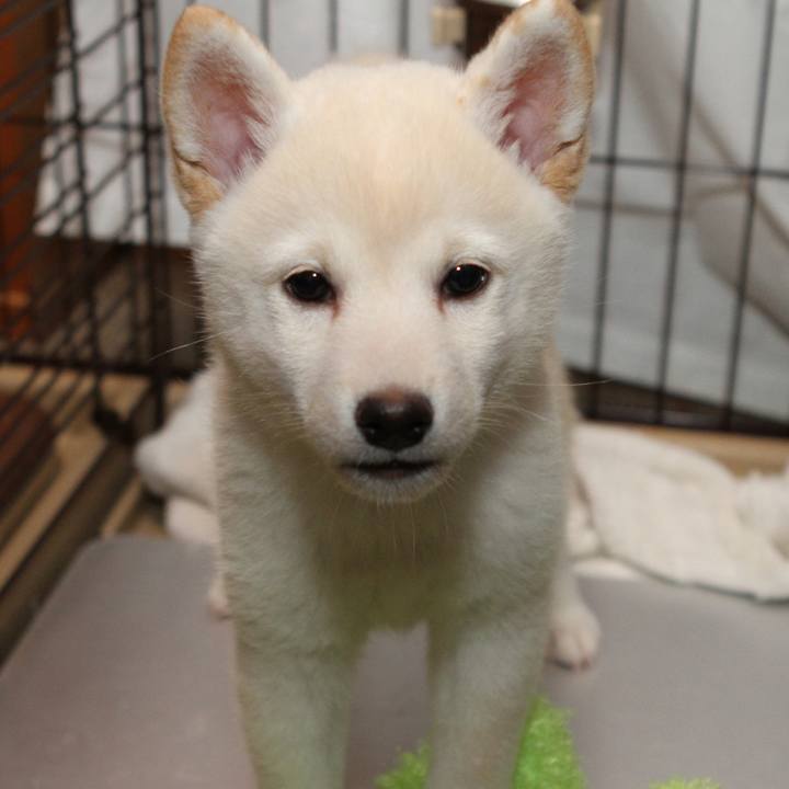 Cfb3a50a c834 4bfc 98d7 da50230bcca9