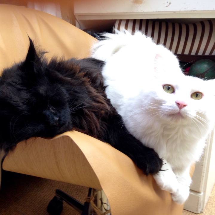 Cfb74c44 94e4 4e3a 9c23 086b76c1dcb3