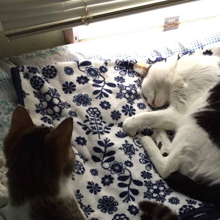 Cfc1137c ad52 4618 9232 2756d109be43