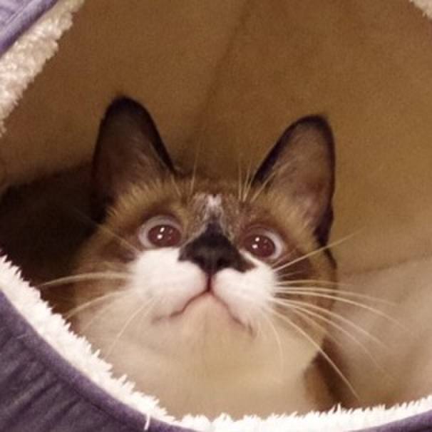 Cfc5cbad 0e95 4a74 8e01 af0019a20c9a