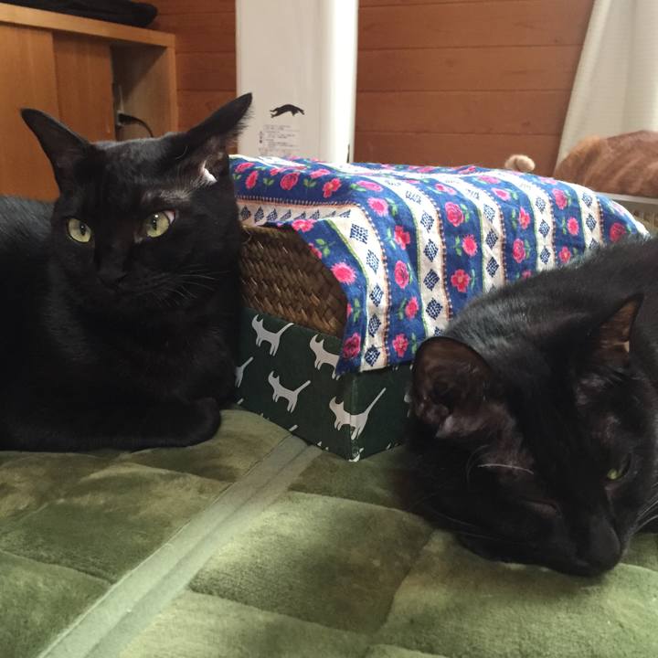 Cfc8631c fc3b 42bc a309 00be89bb9a07