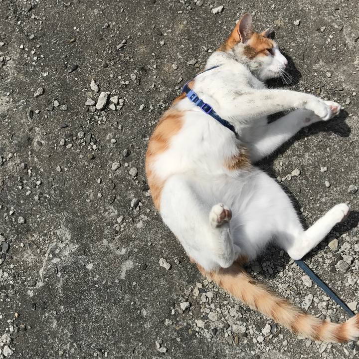 Cfcb5908 4349 4cba a0d5 b0cd70737b9f