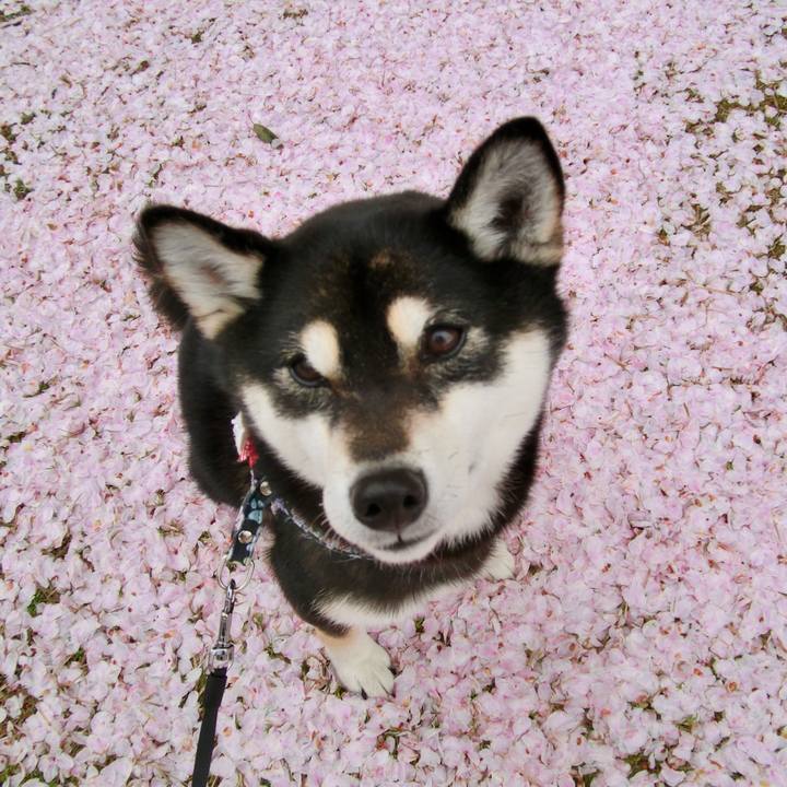 Cfcb8f9f 8bff 43e6 aa23 28d96b123fd0