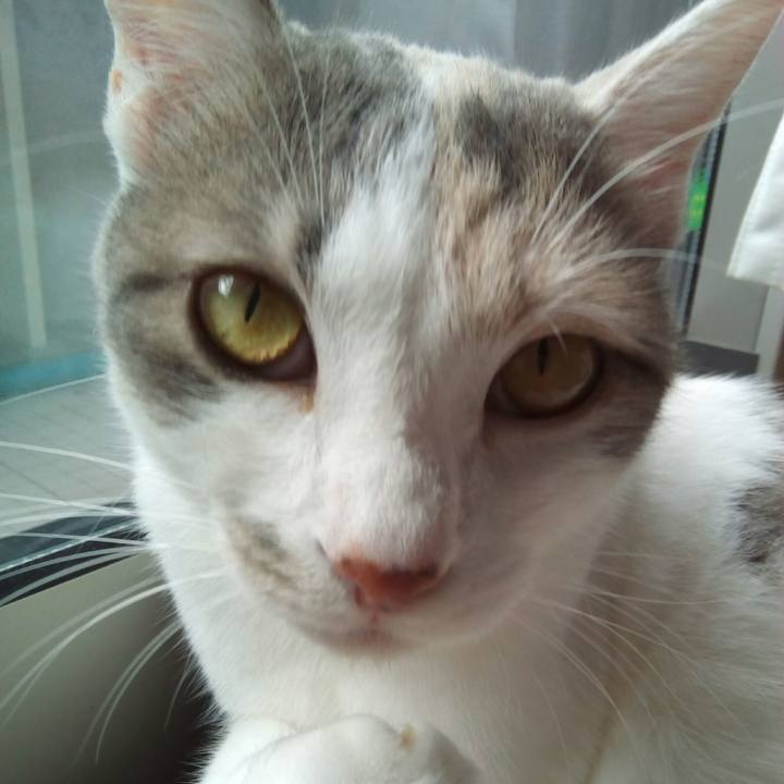 Cfcca016 8bbe 4b79 8636 f837244ba0e5