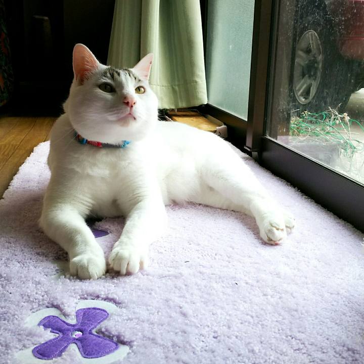 Cfcce955 599f 4fe6 a1e6 9ec0fa55f498