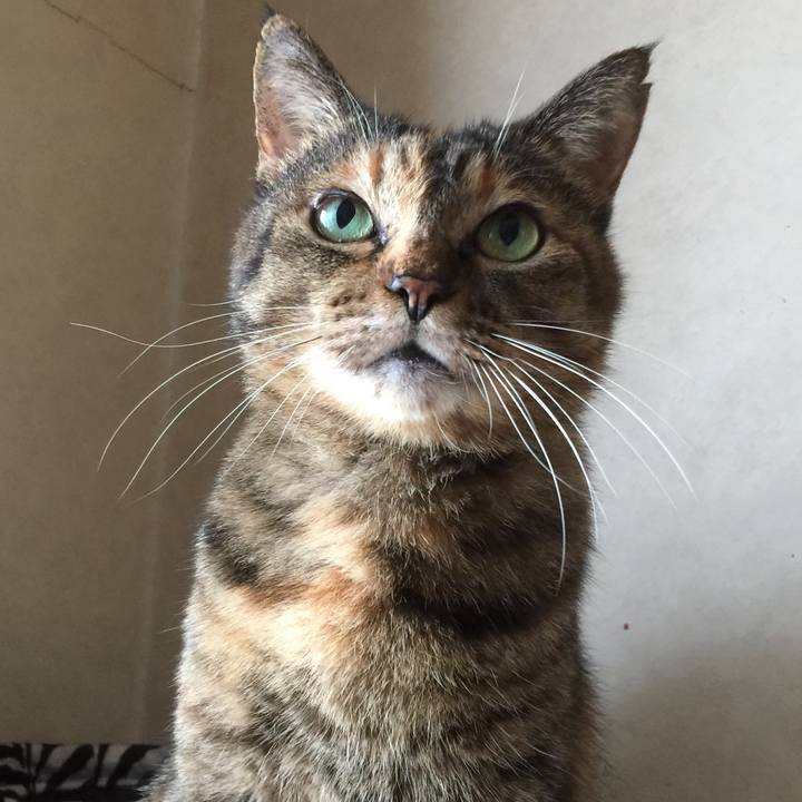 Cfd1241d 4407 4dac 8b0c adff4882f0e8