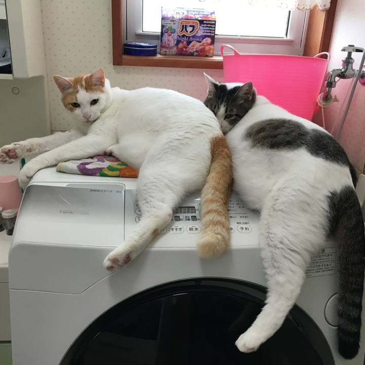 Cfd5c350 cda7 4e01 9a81 312c876c9543